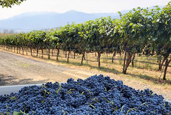 Jaxon Vineyards grapes